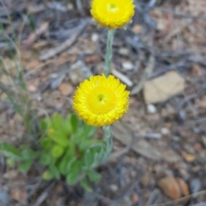 Coronidium scorpioides at Carwoola, NSW - 7 Oct 2023