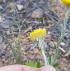 Coronidium scorpioides at Carwoola, NSW - 7 Oct 2023