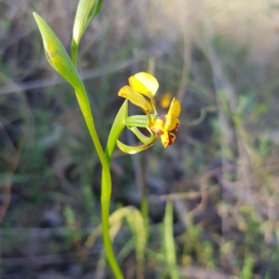 Diuris semilunulata (Late Leopard Orchid) at Carwoola, NSW - 7 Oct 2023 by danswell