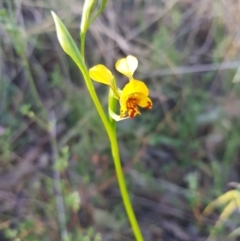 Diuris semilunulata at Carwoola, NSW - 7 Oct 2023