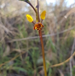 Diuris semilunulata at Carwoola, NSW - 7 Oct 2023