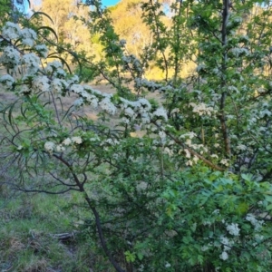 Crataegus monogyna at Isaacs, ACT - 7 Oct 2023