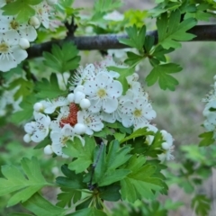 Crataegus monogyna at Isaacs, ACT - 7 Oct 2023