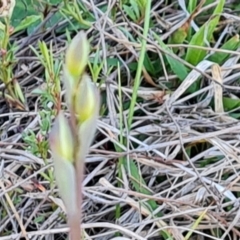 Thelymitra sp. (A Sun Orchid) at Isaacs, ACT - 7 Oct 2023 by Mike