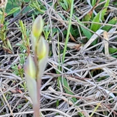 Thelymitra (genus) (sun orchids) at Isaacs, ACT - 7 Oct 2023 by Mike
