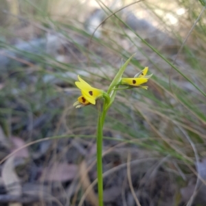 Diuris sulphurea at Queanbeyan East, NSW - suppressed