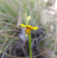 Diuris sulphurea at Queanbeyan East, NSW - suppressed