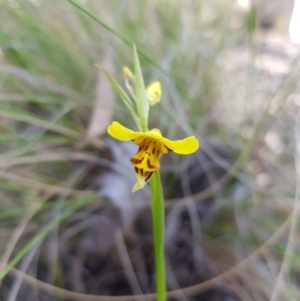 Diuris sulphurea at Queanbeyan East, NSW - suppressed