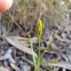 Diuris sulphurea at Queanbeyan East, NSW - suppressed