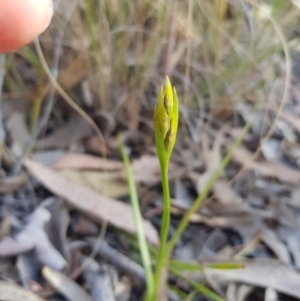 Diuris sulphurea at Queanbeyan East, NSW - suppressed