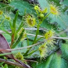 Drosera gunniana (Pale Sundew) at Isaacs Ridge - 7 Oct 2023 by Mike