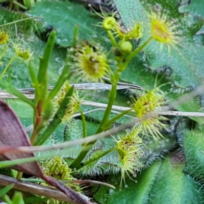 Drosera gunniana (Pale Sundew) at Isaacs Ridge - 7 Oct 2023 by Mike