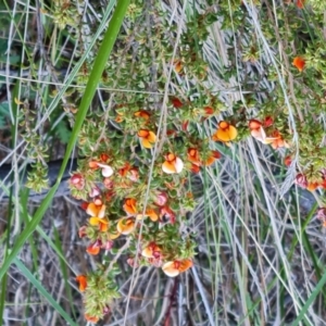 Pultenaea procumbens at Mawson, ACT - 7 Oct 2023 05:45 PM