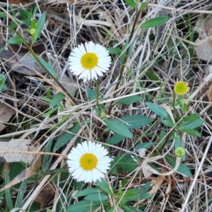 Erigeron karvinskianus at Isaacs, ACT - 7 Oct 2023