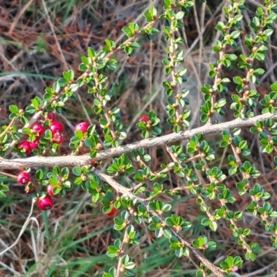 Cotoneaster microphyllus (Cotoneaster) at Isaacs, ACT - 7 Oct 2023 by Mike