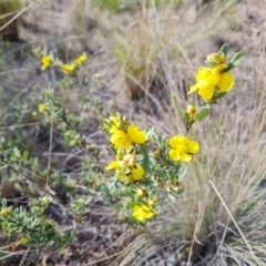 Hibbertia obtusifolia (Grey Guinea-flower) at Isaacs, ACT - 7 Oct 2023 by Mike