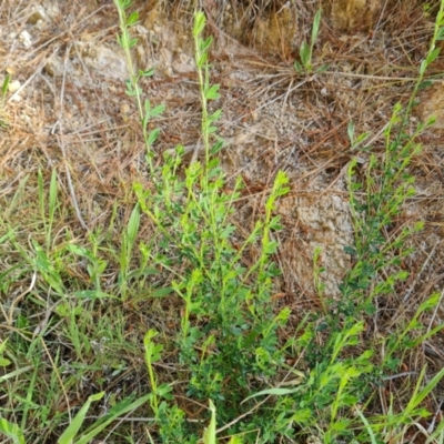 Cytisus scoparius subsp. scoparius (Scotch Broom, Broom, English Broom) at Isaacs, ACT - 7 Oct 2023 by Mike