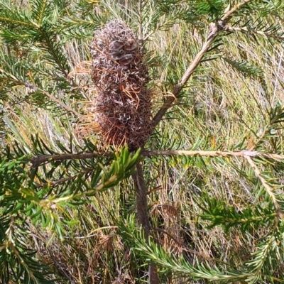 Banksia ericifolia (Heath Banksia) at Porters Creek, NSW - 7 Oct 2023 by LyndalT