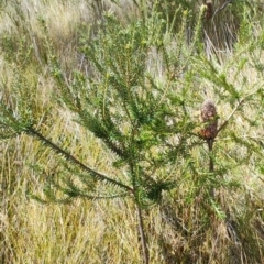 Banksia ericifolia at Porters Creek, NSW - 7 Oct 2023 11:34 AM