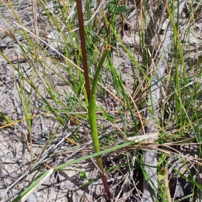 Paraprasophyllum brevilabre (Short-lip Leek Orchid) at Porters Creek, NSW - 7 Oct 2023 by LyndalT