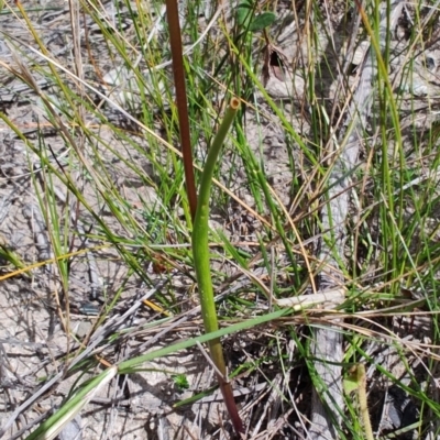 Prasophyllum brevilabre (Short-lip Leek Orchid) at Porters Creek, NSW - 7 Oct 2023 by LyndalT