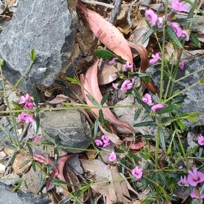 Mirbelia rubiifolia (Heathy Mirbelia) at Porters Creek, NSW - 7 Oct 2023 by LyndalT