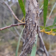 Metura elongatus (Saunders' case moth) at Porters Creek, NSW - 7 Oct 2023 by LyndalT