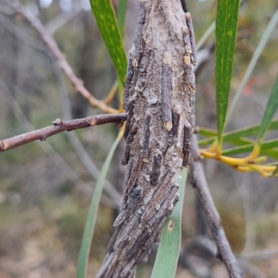 Metura elongatus at Porters Creek, NSW - 7 Oct 2023 by LyndalT