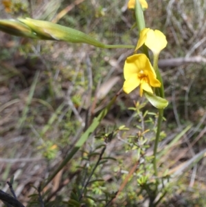 Diuris aequalis at Borough, NSW - suppressed