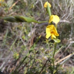 Diuris aequalis at Borough, NSW - suppressed