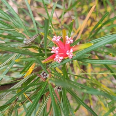 Lambertia formosa (Mountain Devil) at Porters Creek, NSW - 7 Oct 2023 by LyndalT
