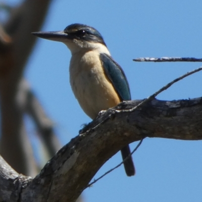 Todiramphus sanctus (Sacred Kingfisher) at Boro - 7 Oct 2023 by Paul4K