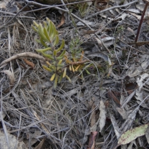 Persoonia rigida at Borough, NSW - suppressed