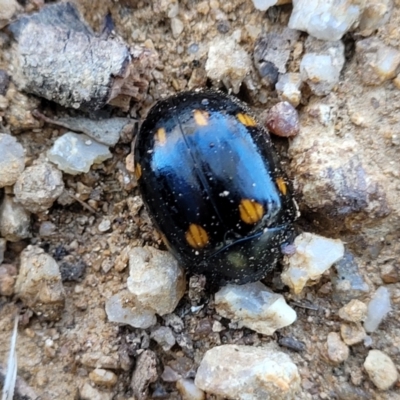 Paropsisterna octosignata (Eucalyptus leaf beetle) at Monteagle Cemetery - 7 Oct 2023 by trevorpreston