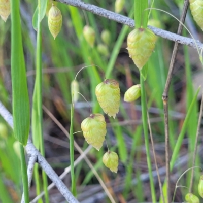 Briza maxima (Quaking Grass, Blowfly Grass) at Monteagle Cemetery - 7 Oct 2023 by trevorpreston