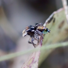 Maratus plumosus (Plumed Peacock Spider) at Bungonia State Conservation Area - 30 Sep 2023 by KorinneM