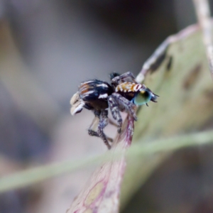 Maratus plumosus at Bungonia, NSW - 1 Oct 2023 10:41 AM