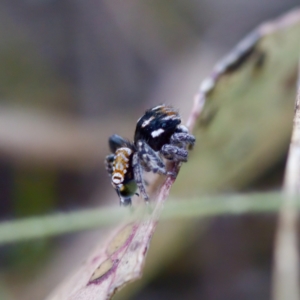 Maratus plumosus at Bungonia, NSW - 1 Oct 2023 10:41 AM