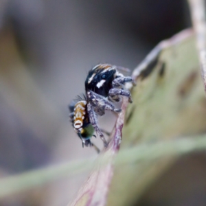 Maratus plumosus at Bungonia, NSW - 1 Oct 2023 10:41 AM