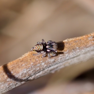 Maratus plumosus at Bungonia, NSW - 1 Oct 2023