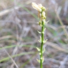 Stackhousia monogyna (Creamy Candles) at Monteagle, NSW - 7 Oct 2023 by trevorpreston