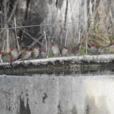 Neochmia temporalis (Red-browed Finch) at Stromlo, ACT - 7 Oct 2023 by HelenCross
