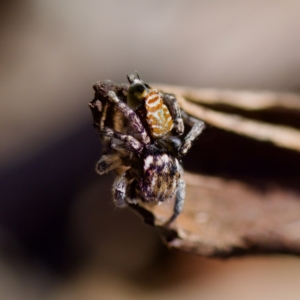 Maratus plumosus at Bungonia, NSW - 1 Oct 2023 10:56 AM