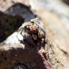 Maratus plumosus at Bungonia, NSW - 1 Oct 2023 10:56 AM