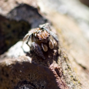 Maratus plumosus at Bungonia, NSW - 1 Oct 2023 10:56 AM