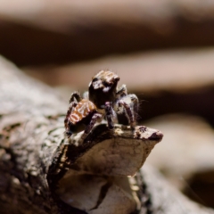 Maratus plumosus at Bungonia, NSW - 1 Oct 2023