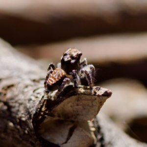 Maratus plumosus at Bungonia, NSW - 1 Oct 2023 10:56 AM