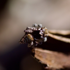 Maratus plumosus at Bungonia, NSW - 1 Oct 2023 10:56 AM