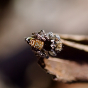 Maratus plumosus at Bungonia, NSW - 1 Oct 2023 10:56 AM