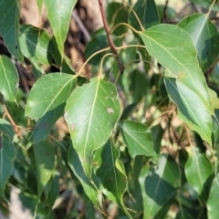 Brachychiton populneus subsp. populneus (Kurrajong) at Monteagle, NSW - 7 Oct 2023 by trevorpreston